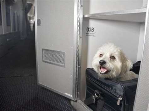 九元航空公司怎麼樣？飛機上的貓會開飛機嗎？